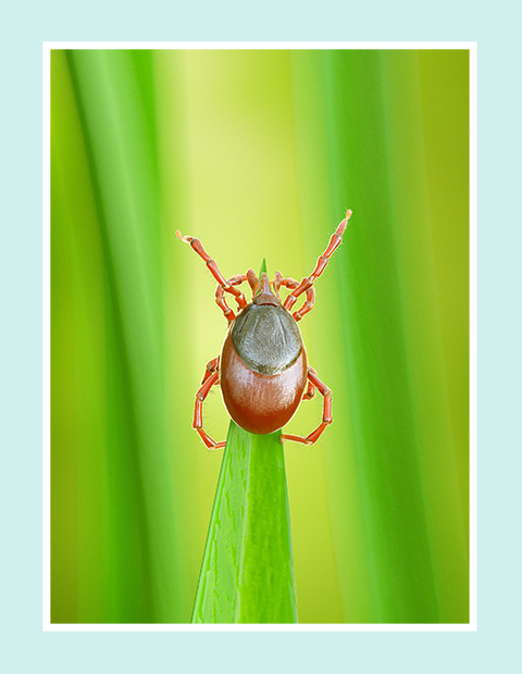 Tick on the tip of a blade of grass