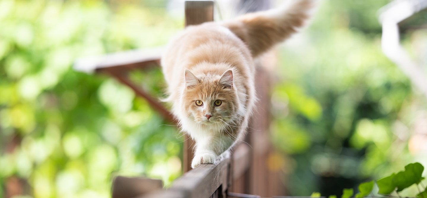 Fluffy cat prowling across the top of a fence in a sunny garden